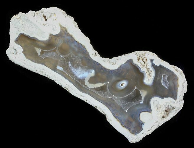 Agatized Fossil Coral Geode - Florida #51158